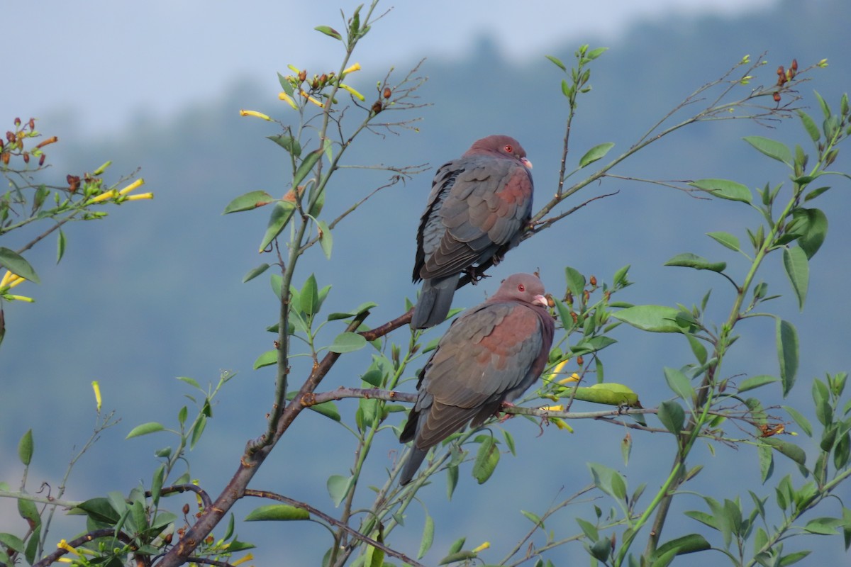 Red-billed Pigeon - ML646095596