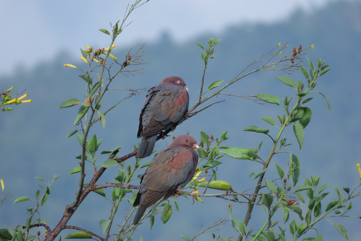 Red-billed Pigeon - ML646095597