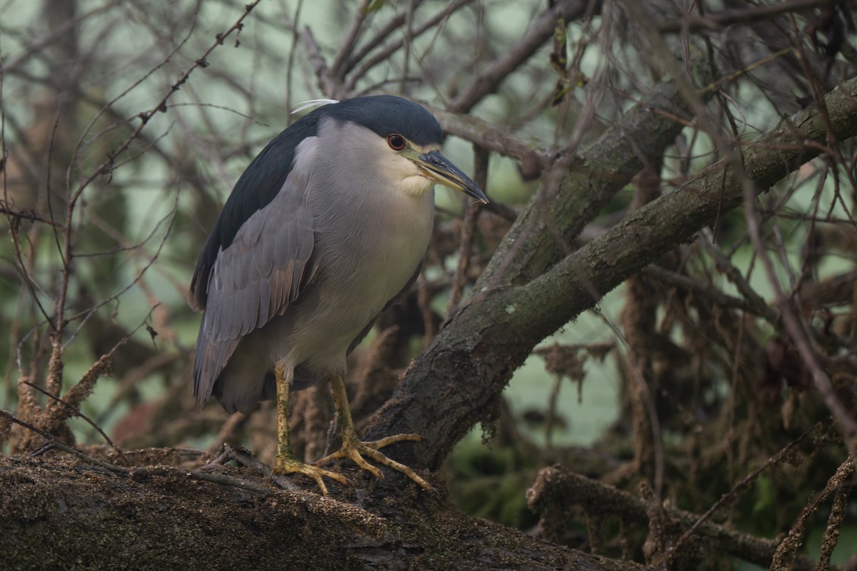 Black-crowned Night Heron - ML646095599