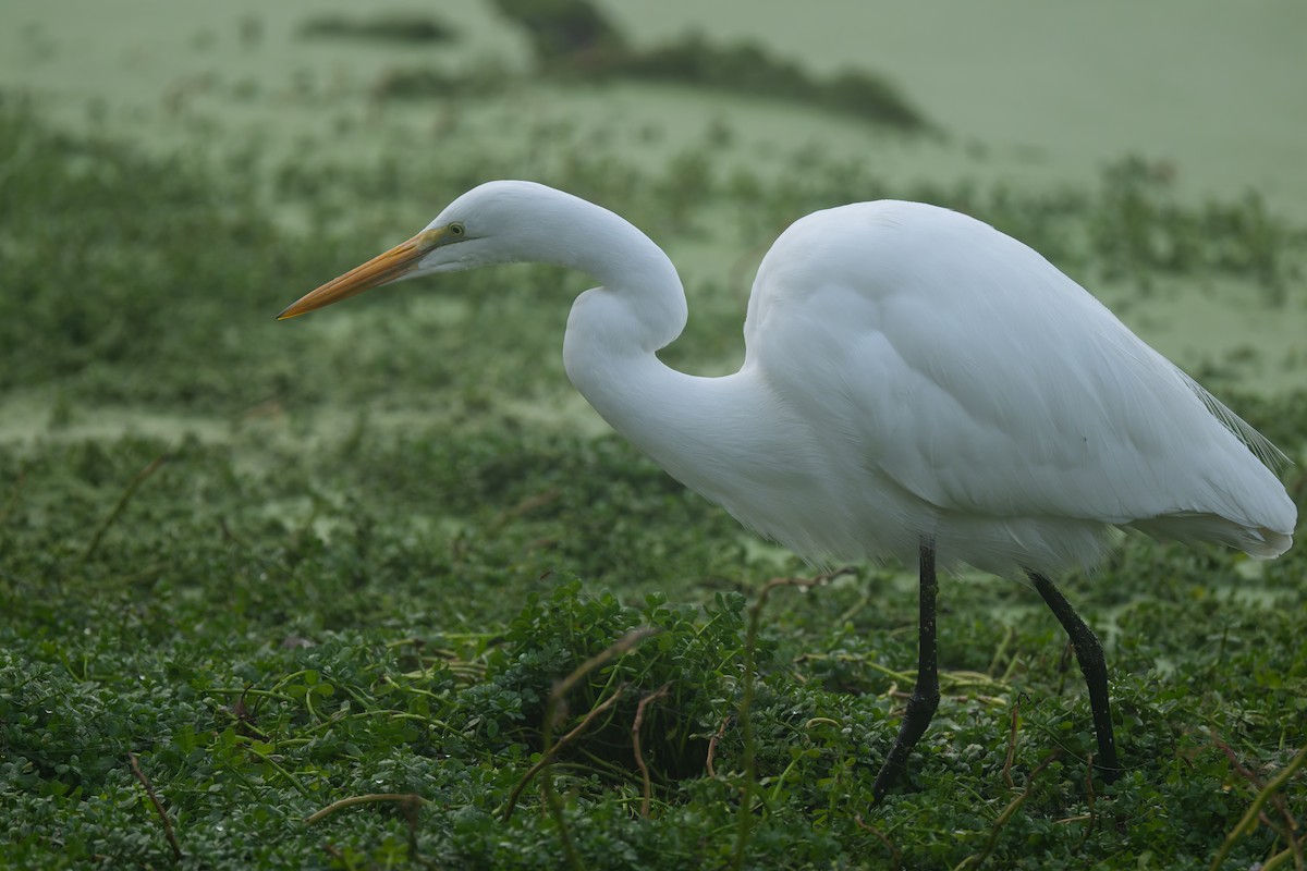 Great Egret - ML646095601