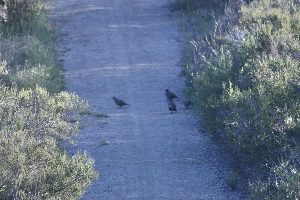 Galeper kaliforniarra - ML646095608