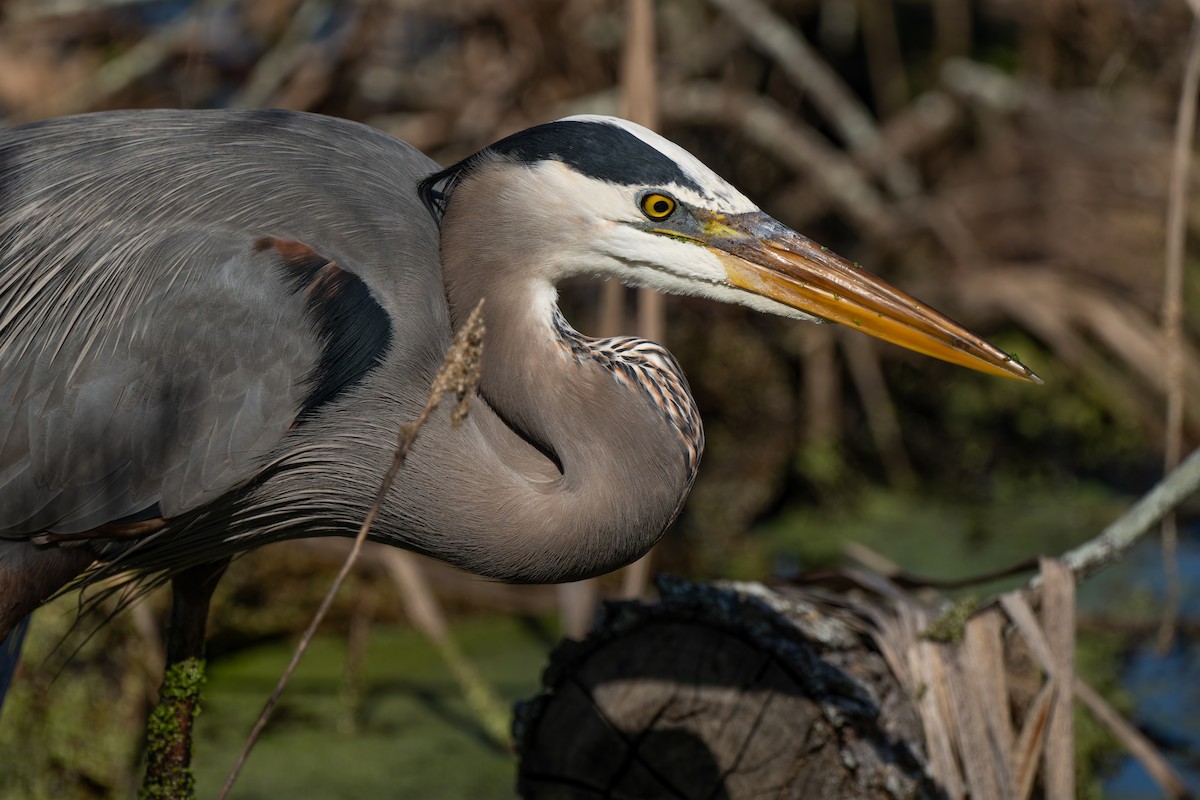 オオアオサギ - ML646095609