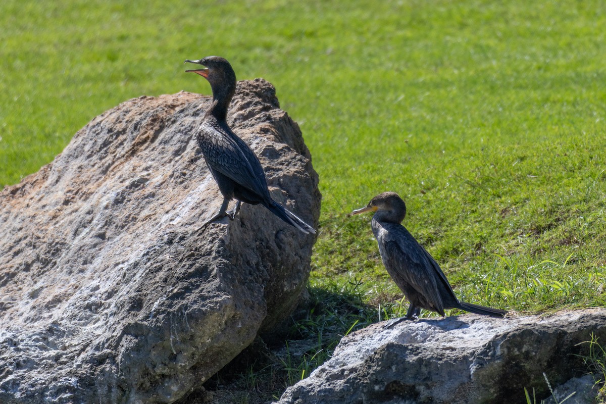 Neotropic Cormorant - ML646095613