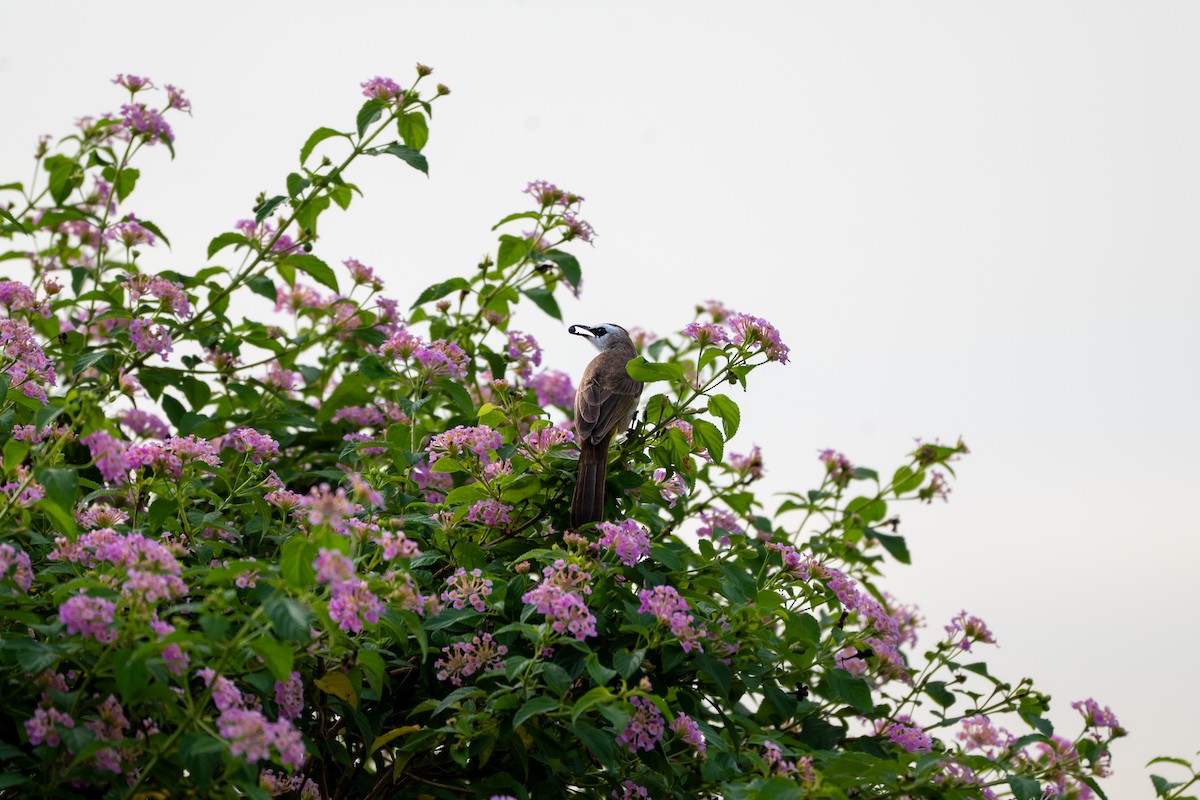 Schwarzzügelbülbül - ML646095632