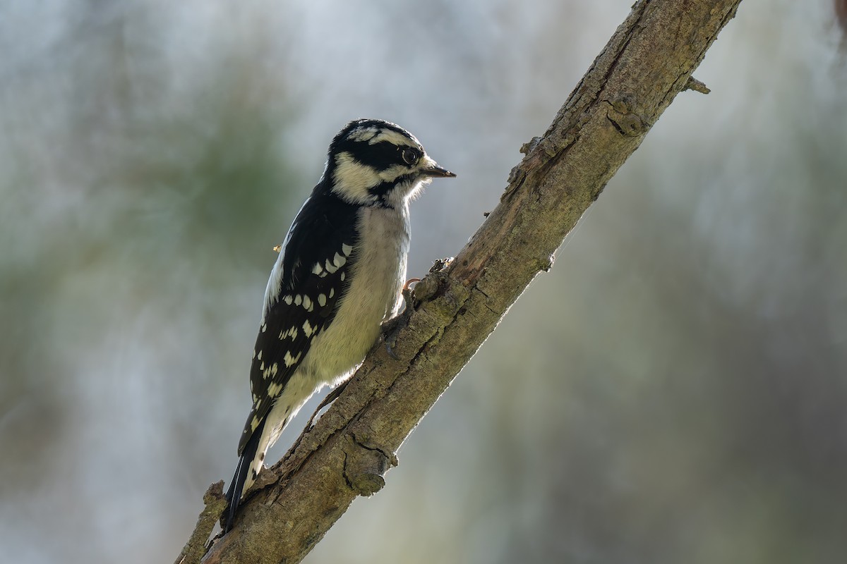 Downy Woodpecker - ML646095633