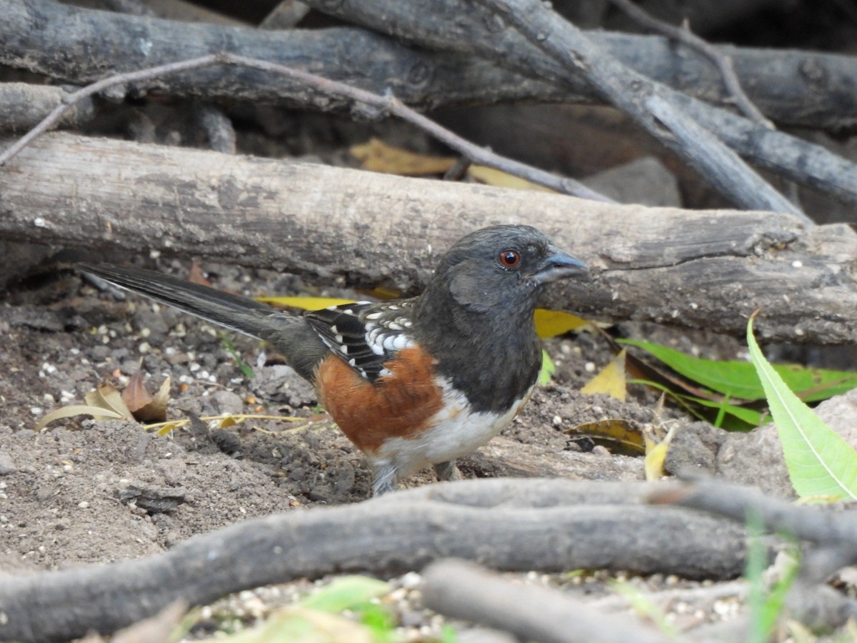Spotted Towhee - ML646095643