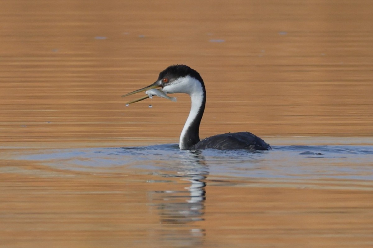 Western Grebe - ML646095656