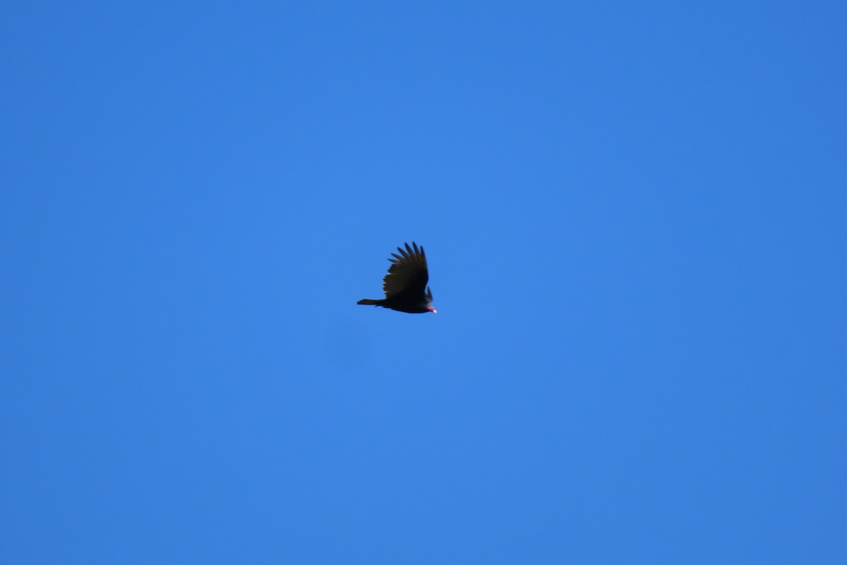 Turkey Vulture - ML646095658