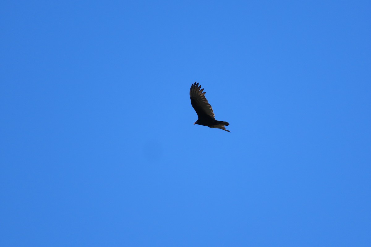 Turkey Vulture - ML646095659