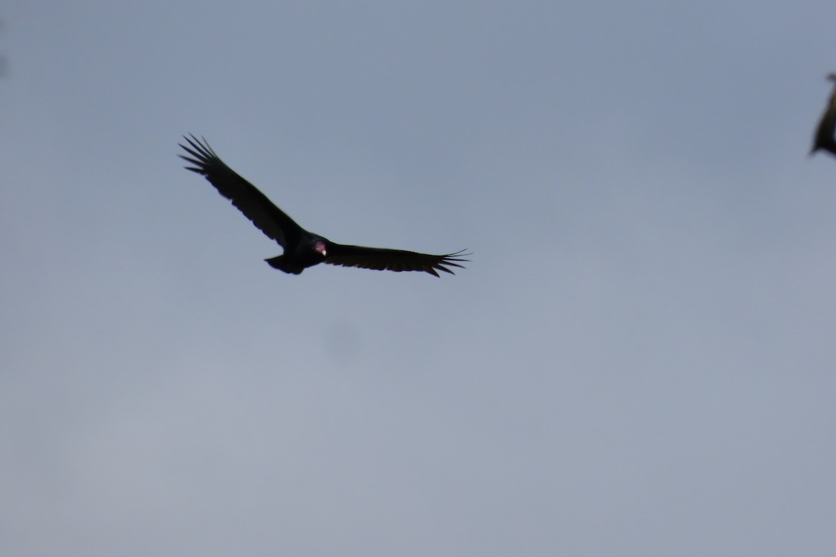 Turkey Vulture - ML646095660