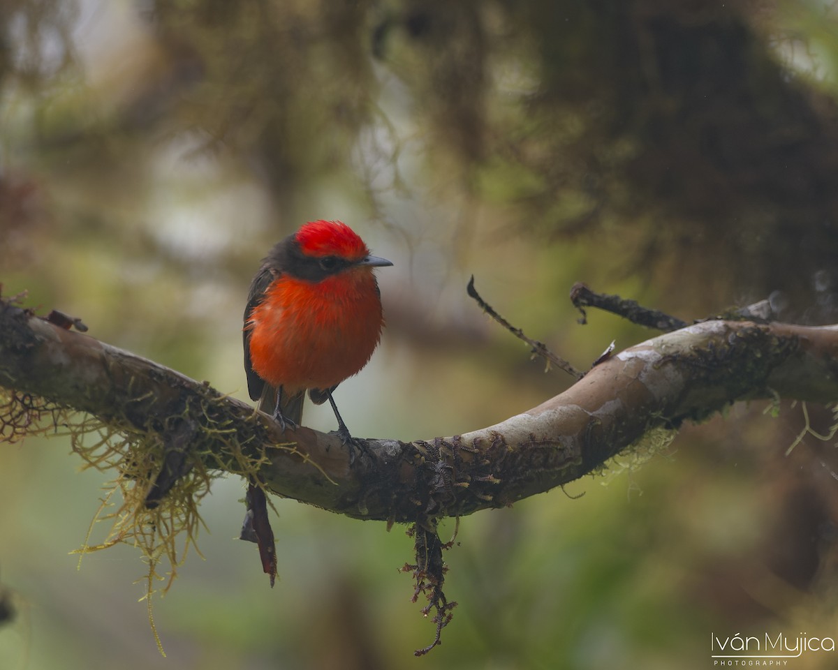 Brujo Flycatcher - ML646095661