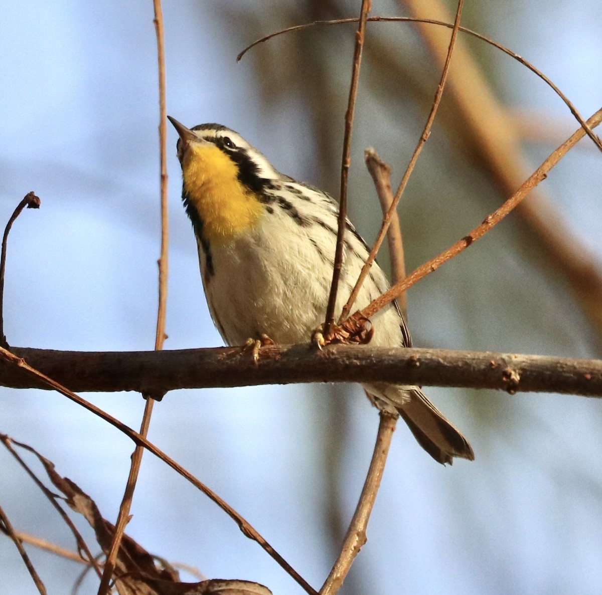 Yellow-throated Warbler - ML646095664