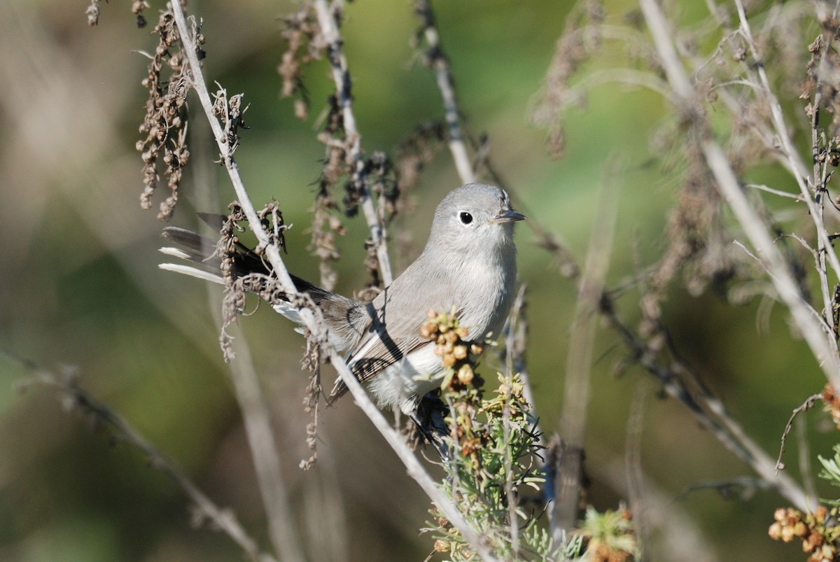 ブユムシクイ - ML646095665