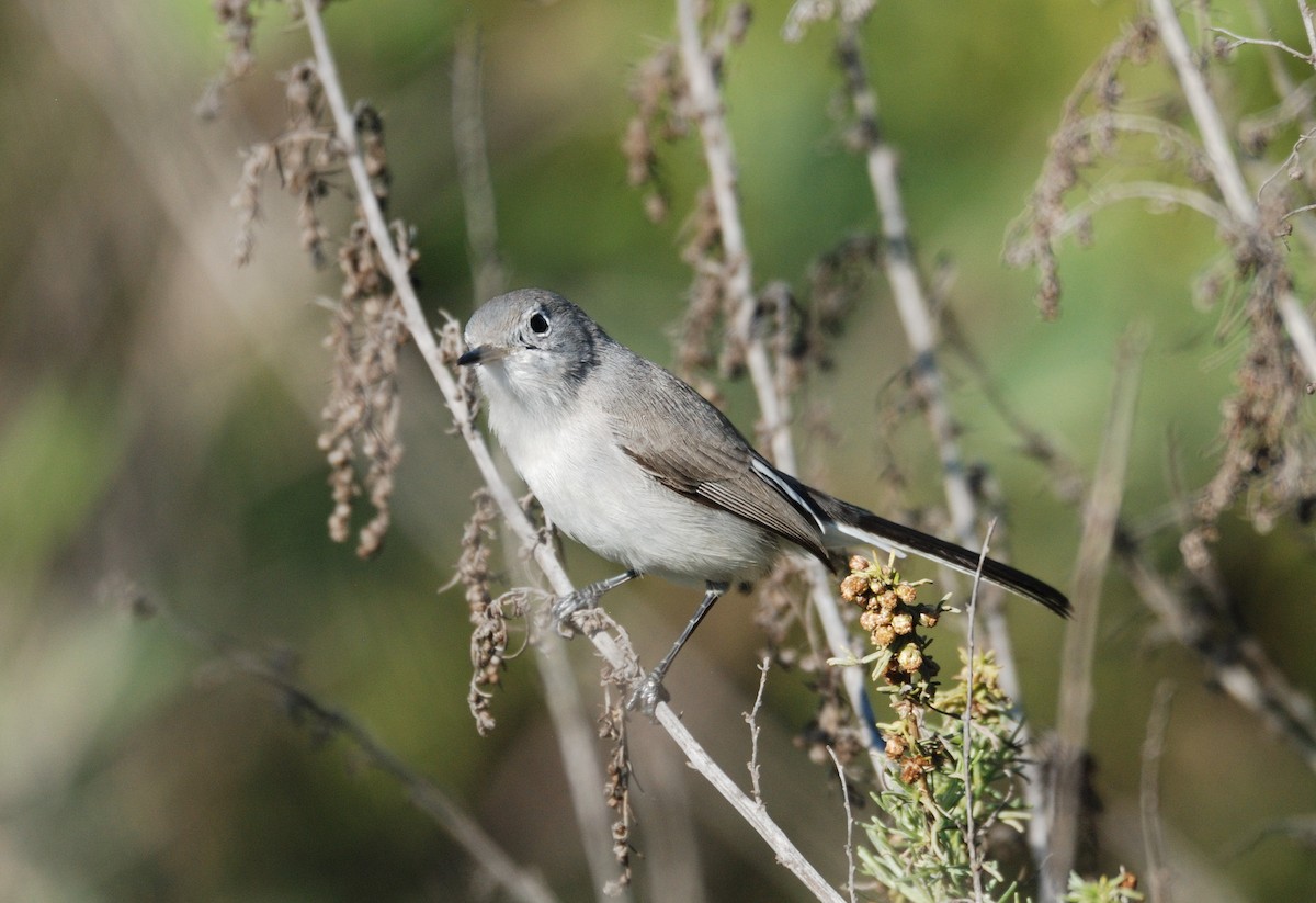 ブユムシクイ - ML646095668