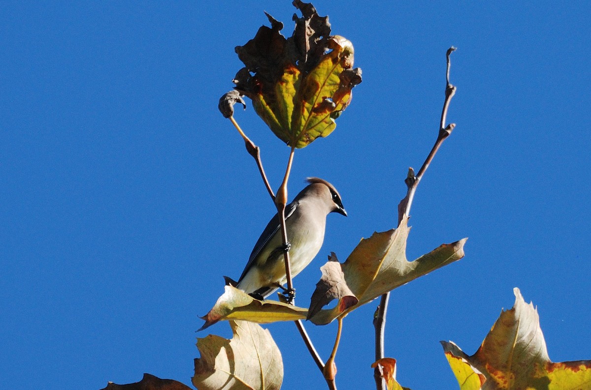 Cedar Waxwing - ML646095672