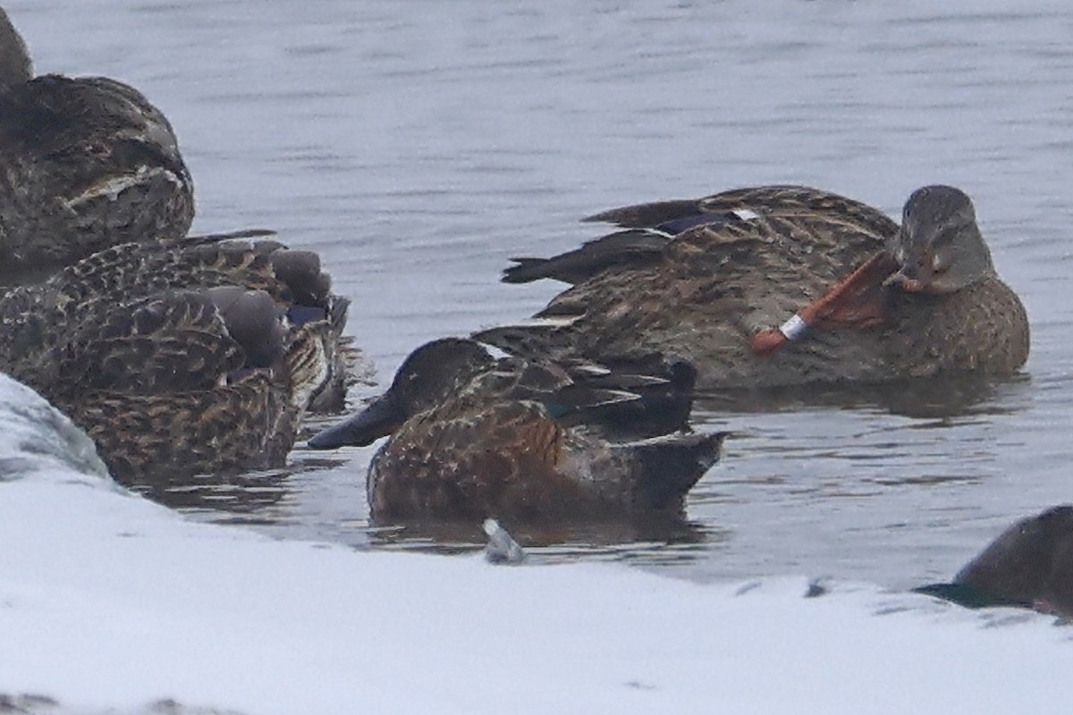 Northern Shoveler - ML646095673