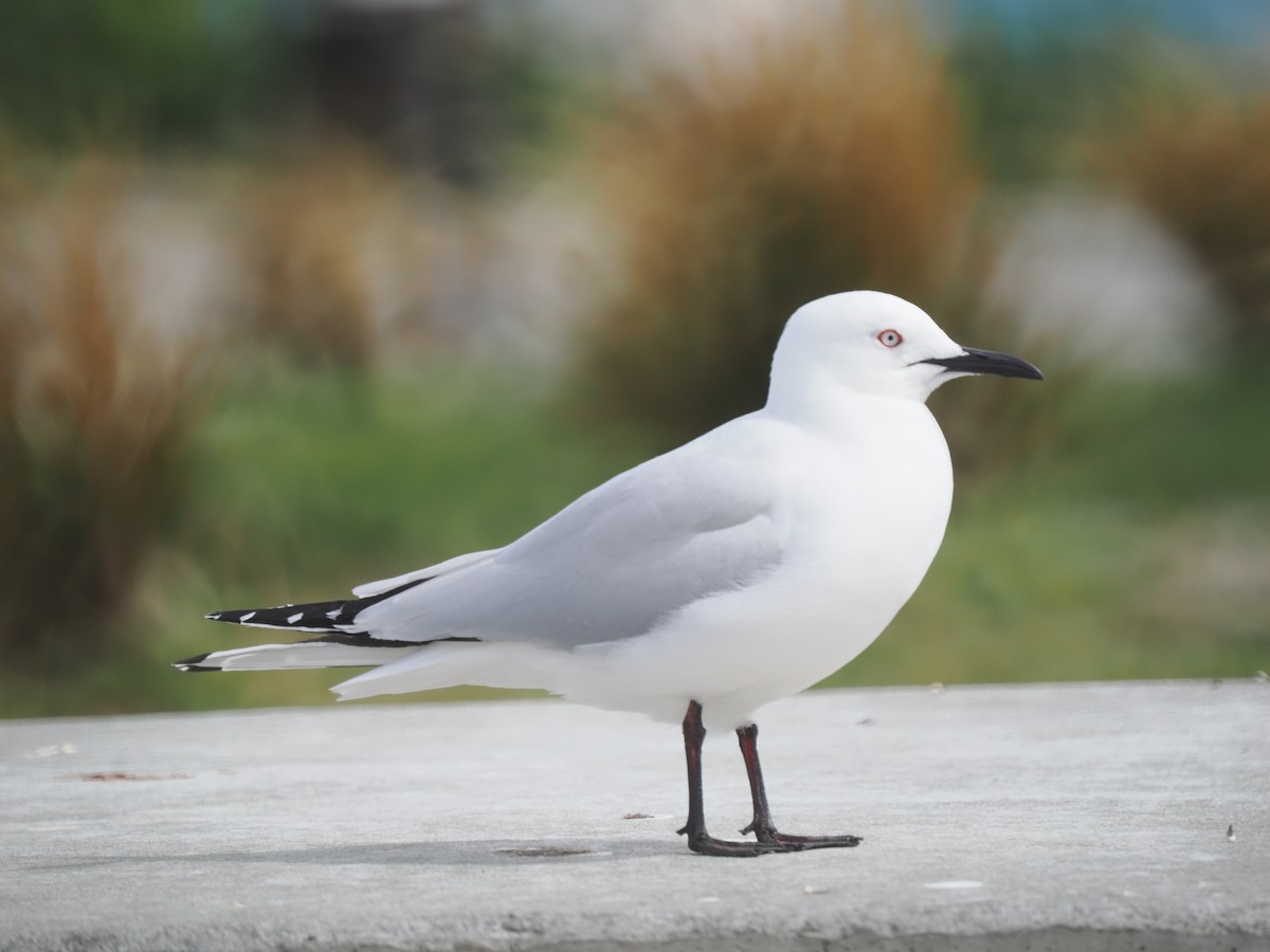 Black-billed Gull - ML646095677