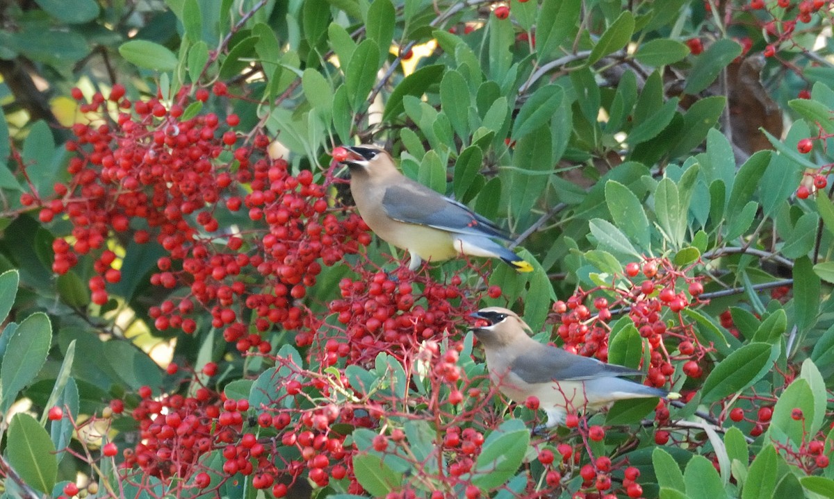 Cedar Waxwing - ML646095678