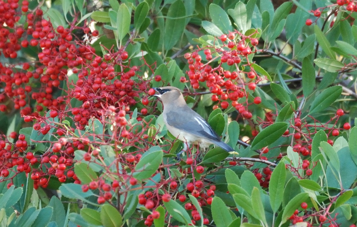 Cedar Waxwing - ML646095682