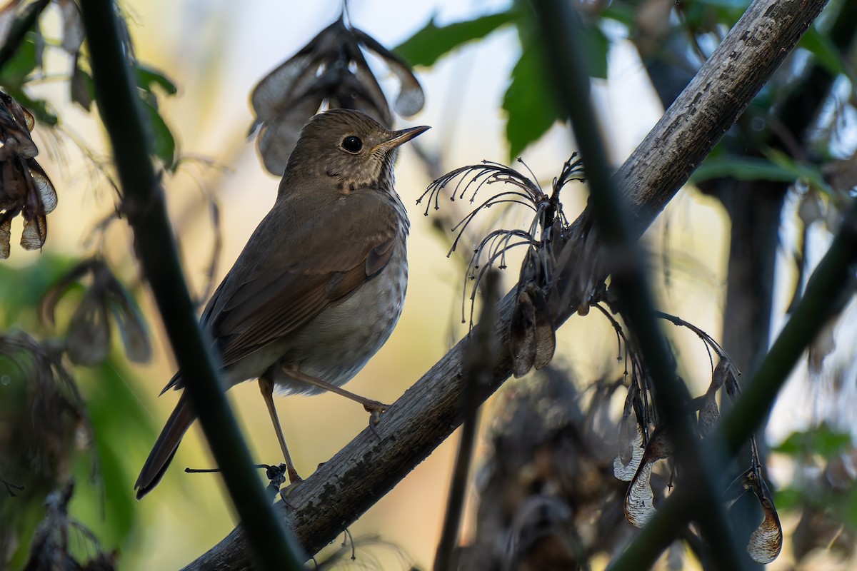 eremittskogtrost - ML646095688