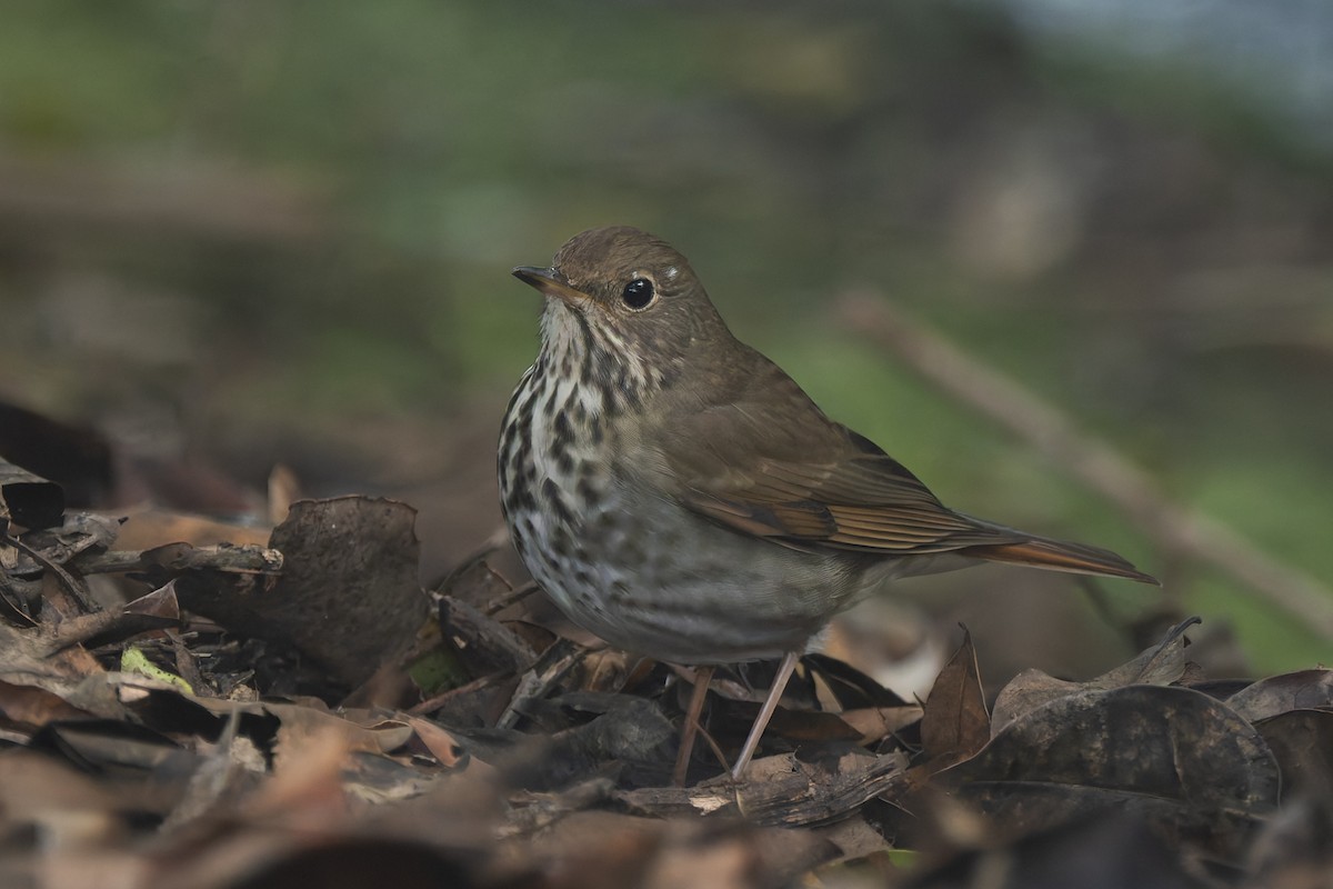 eremittskogtrost - ML646095689