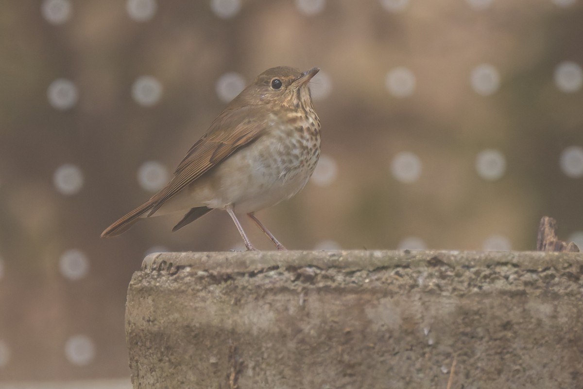 eremittskogtrost - ML646095690