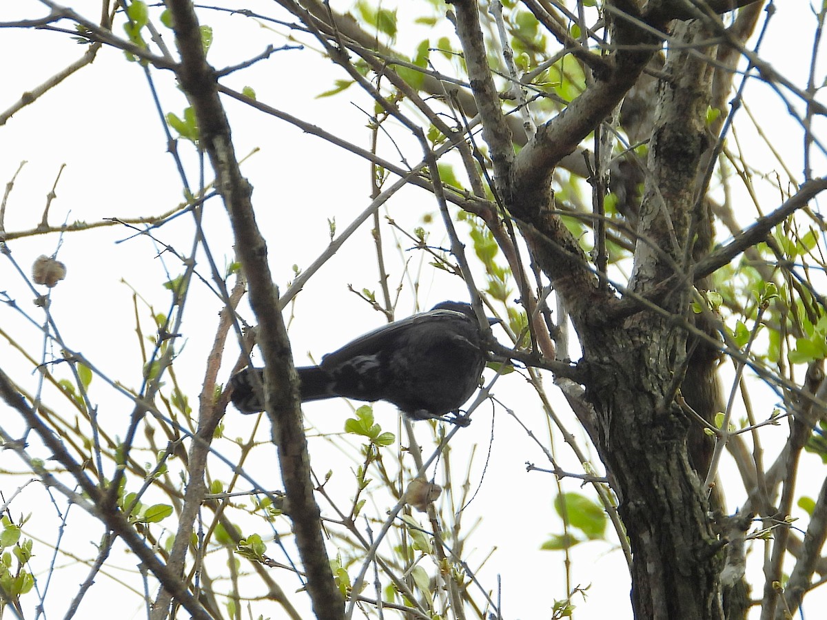 sýkora černá - ML646095697