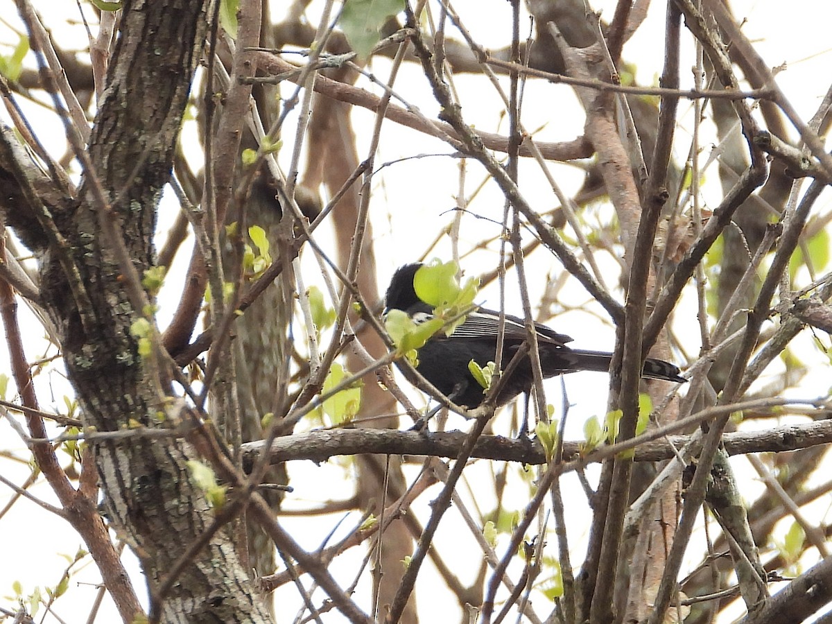 sýkora černá - ML646095698