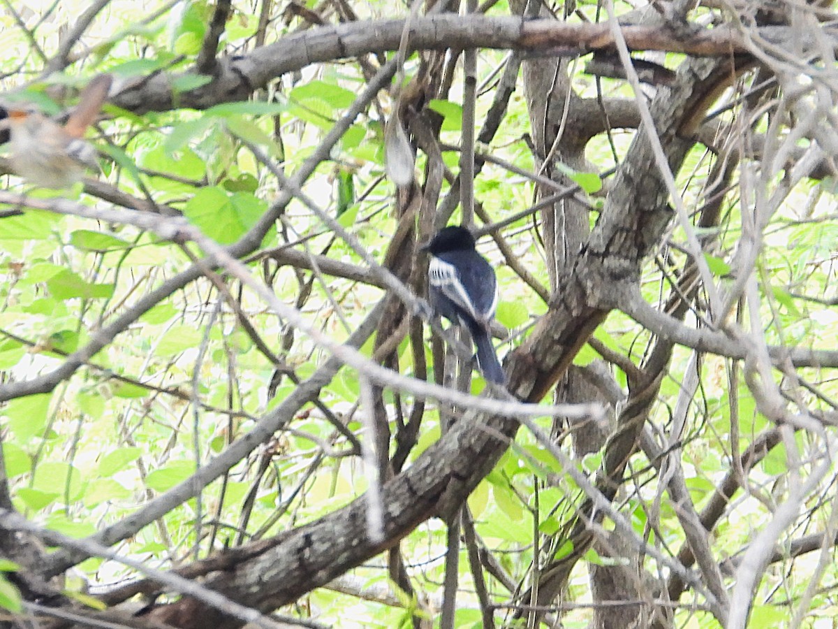 sýkora černá - ML646095699