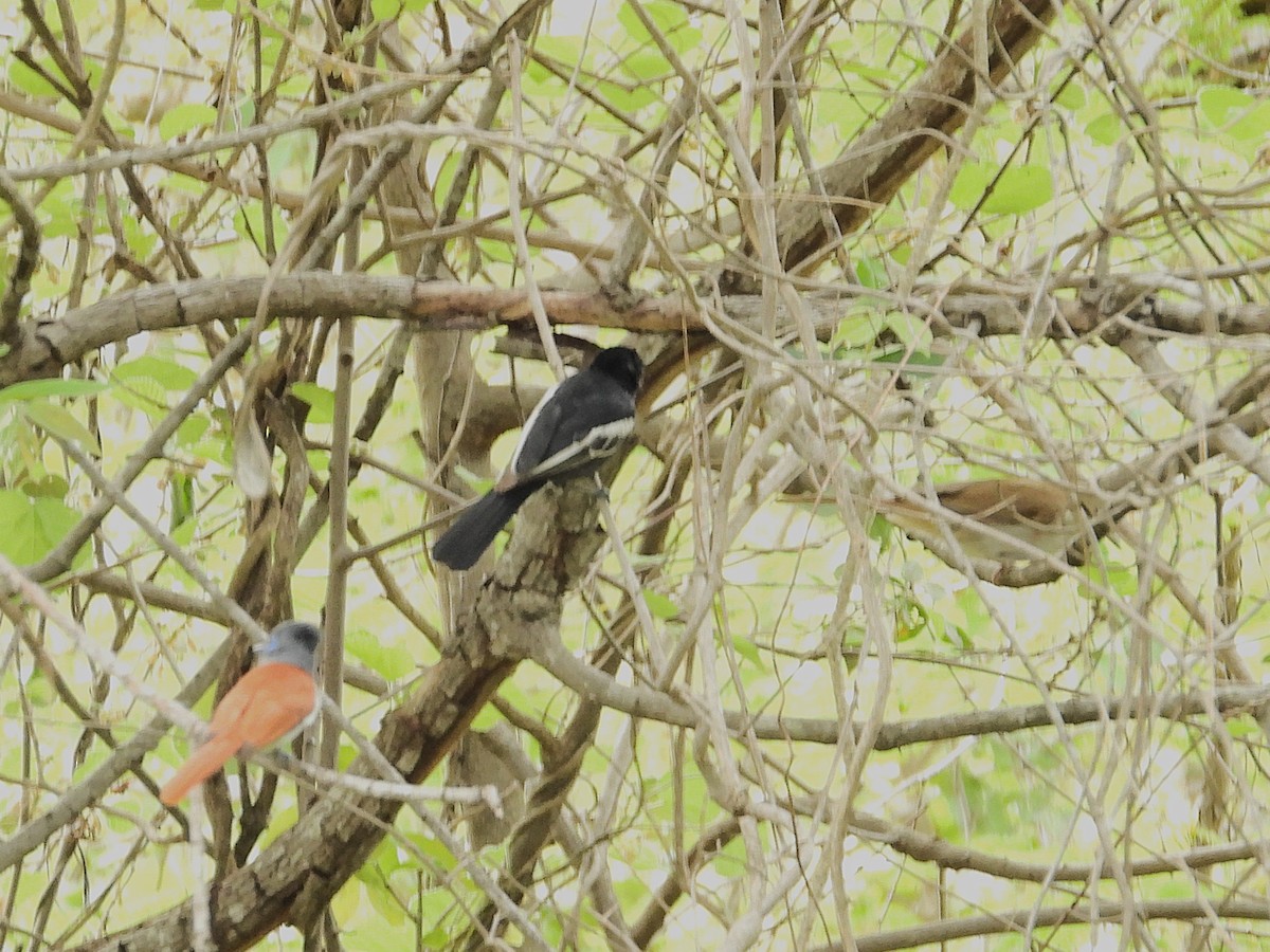 sýkora černá - ML646095700