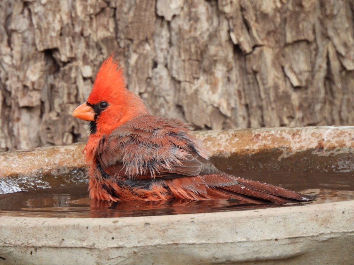 Cardinal rouge - ML646095702