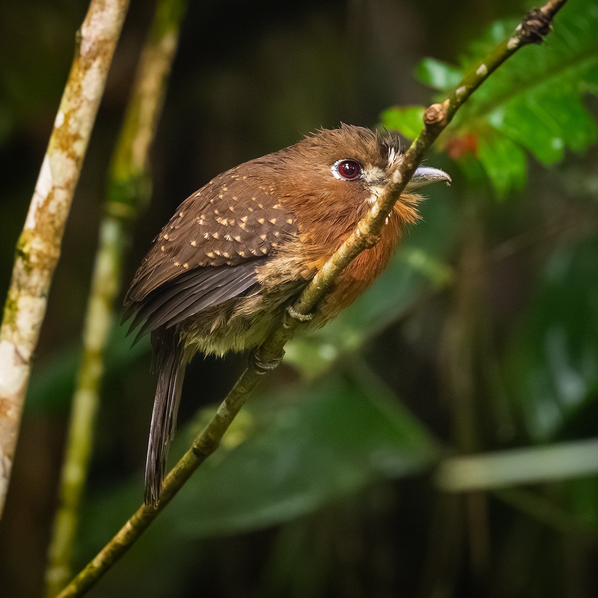 Moustached Puffbird - ML646095705