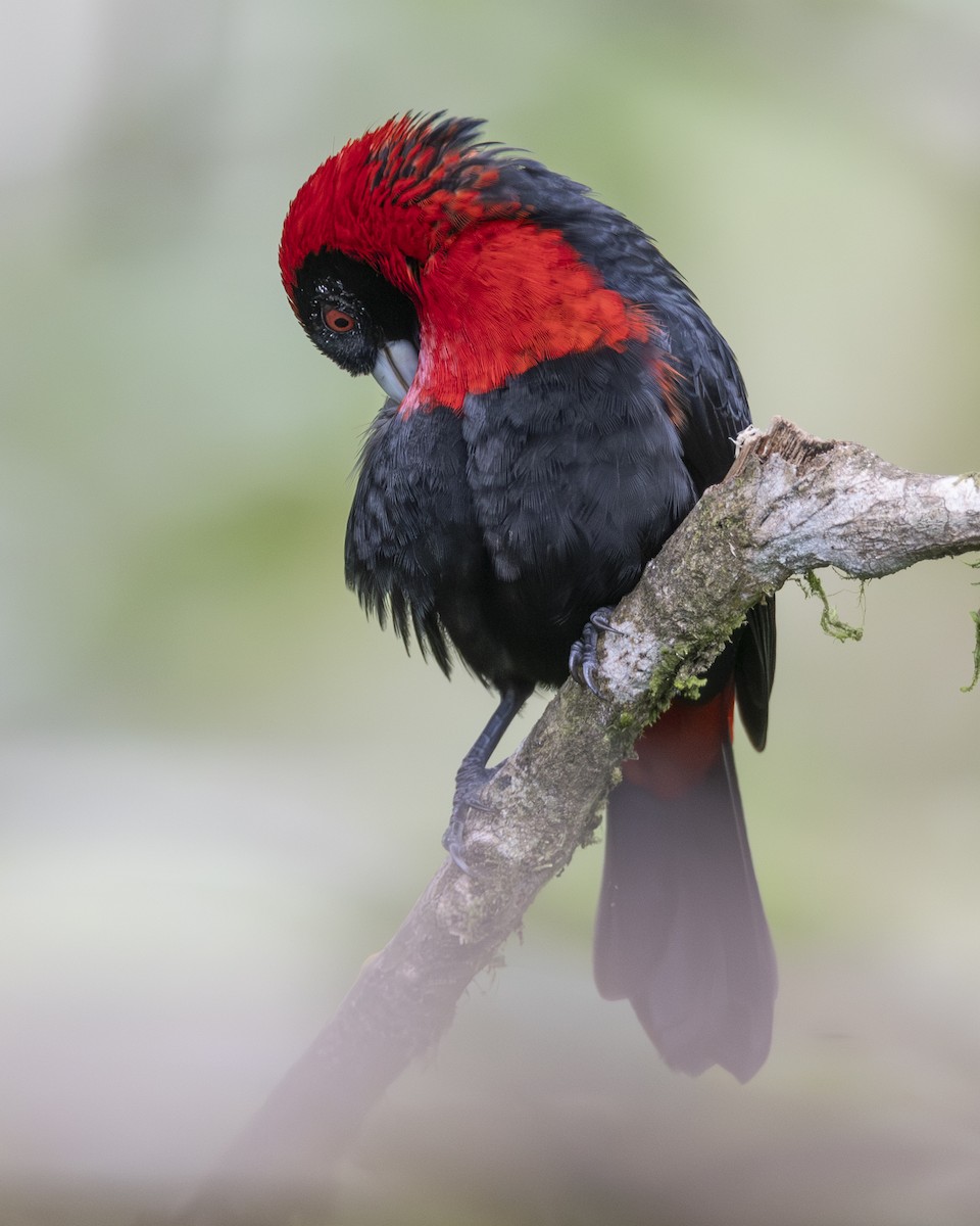 Crimson-collared Tanager - ML646095706