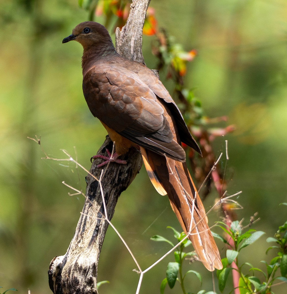 Maronentaube - ML646095708