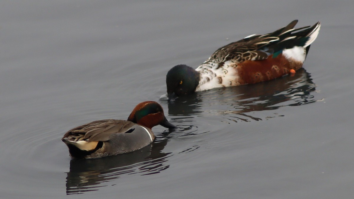 lžičák pestrý - ML646095709