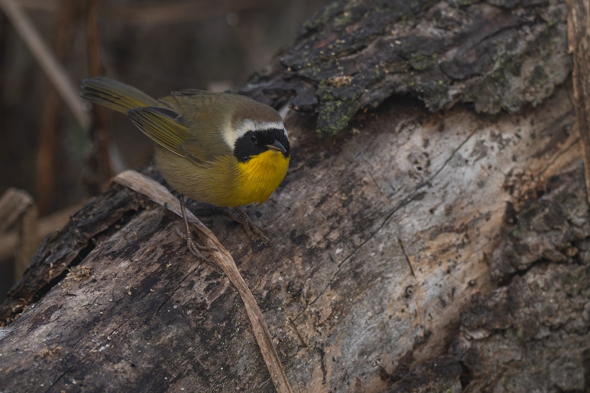 nordgulstrupe - ML646095715