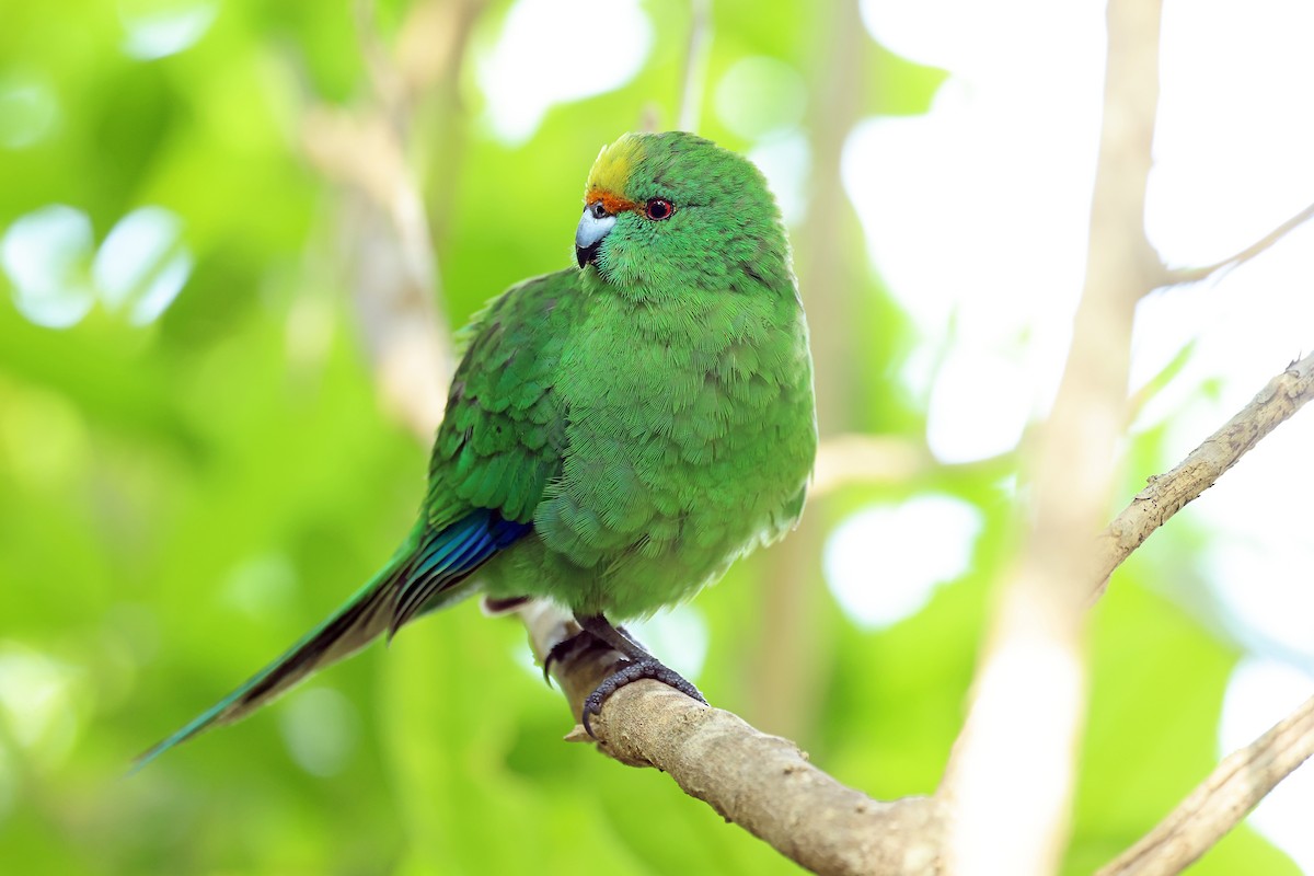 maoriparakitt - ML646095716