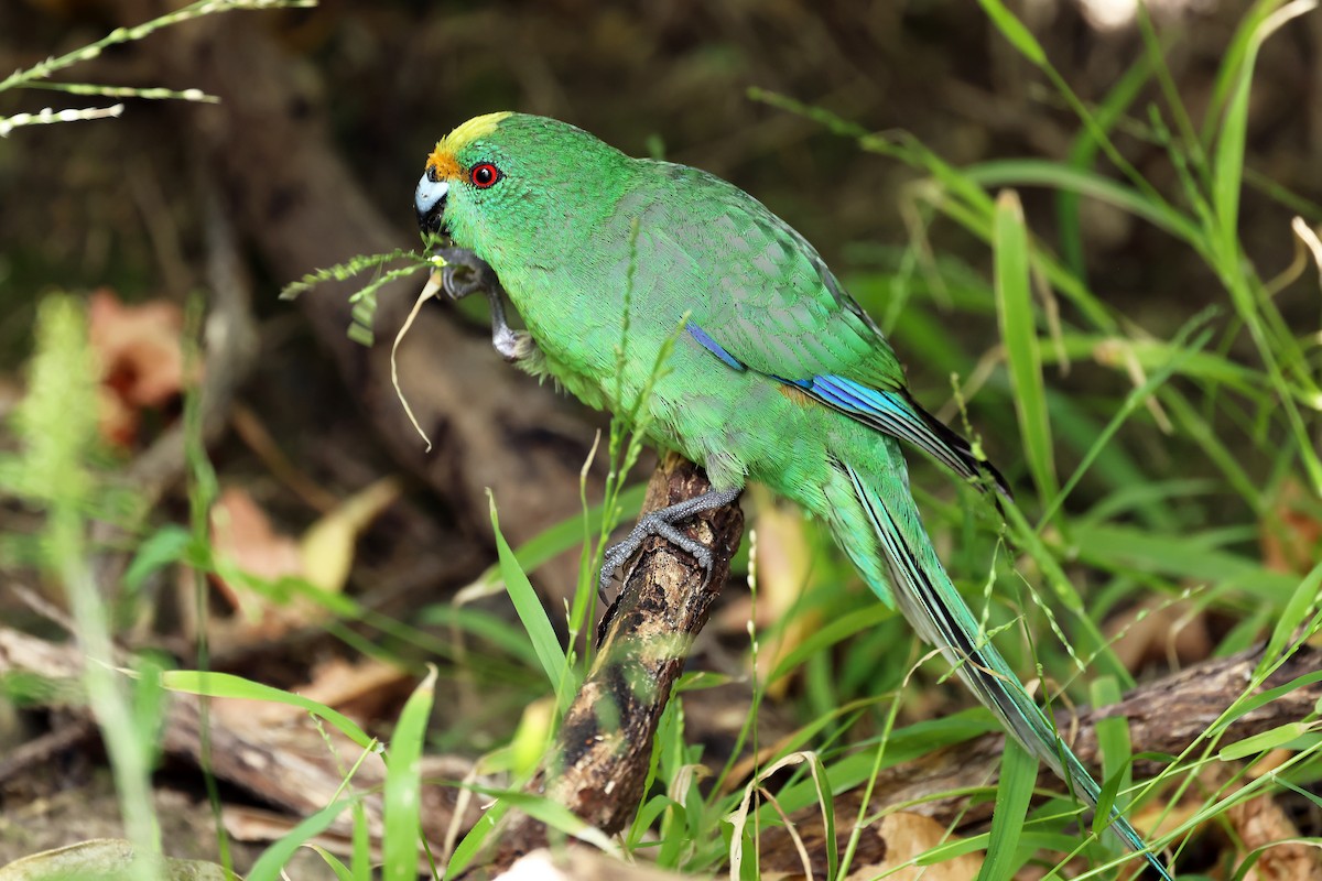 maoriparakitt - ML646095722