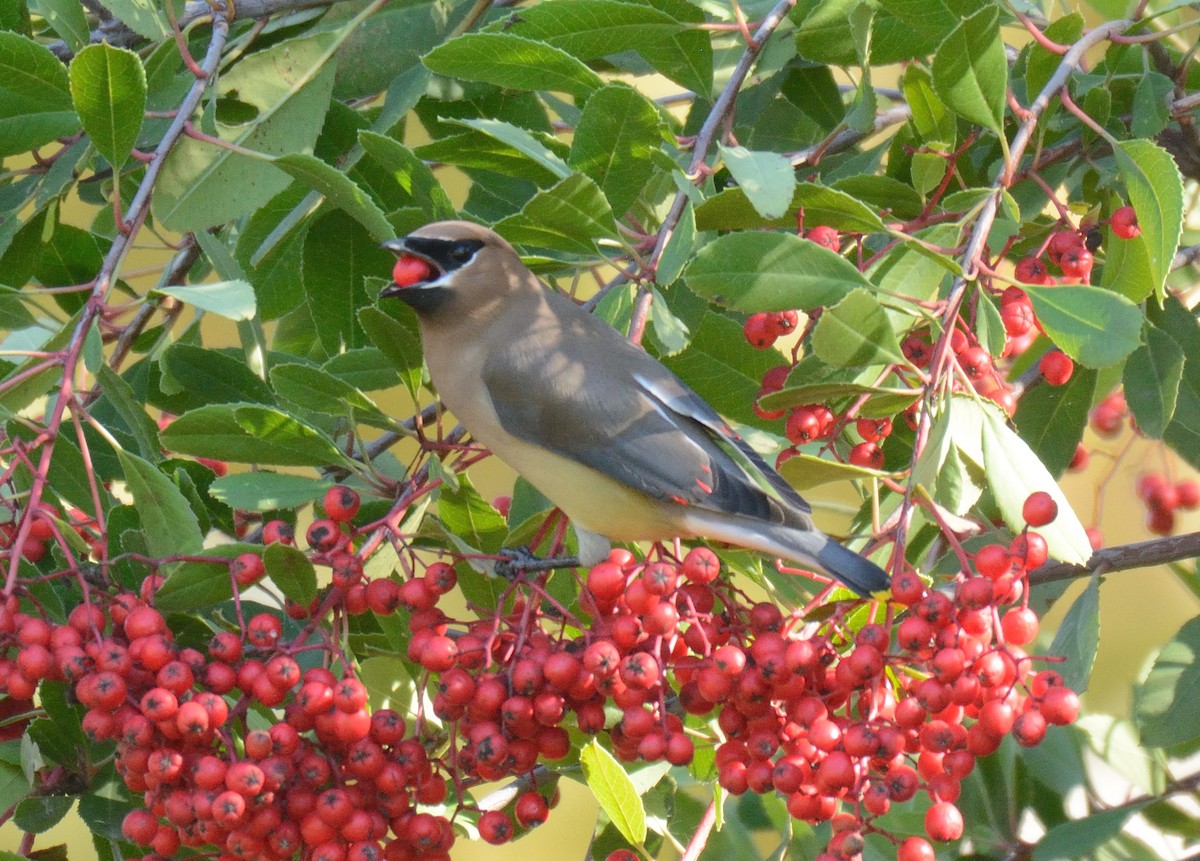 Cedar Waxwing - ML646095723
