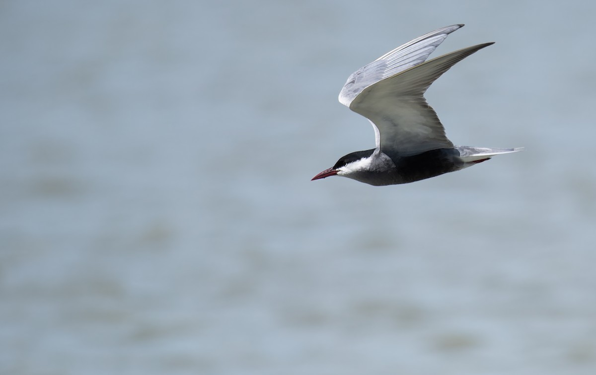 Whiskered Tern - ML646095724