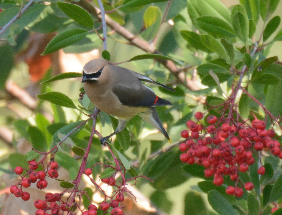 Cedar Waxwing - ML646095726