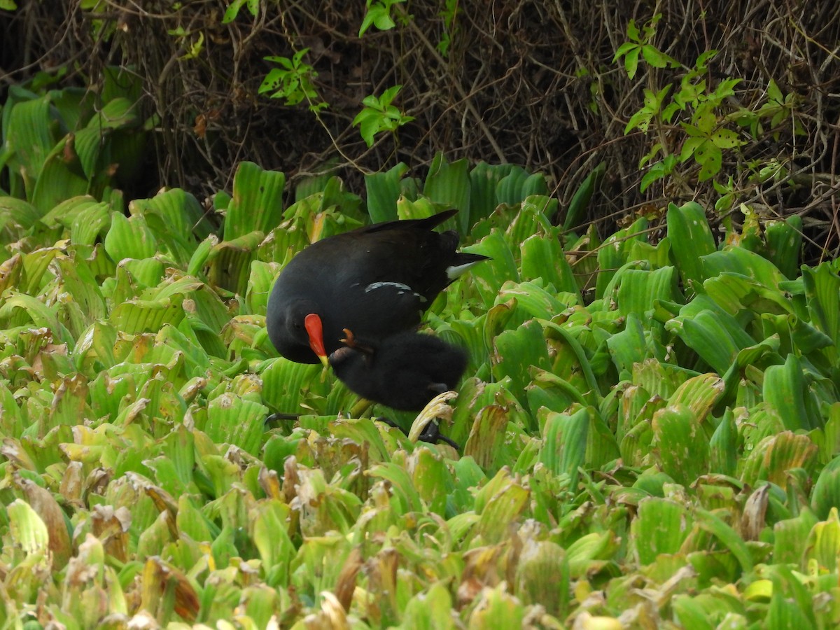 Eurasian Moorhen - ML646095728