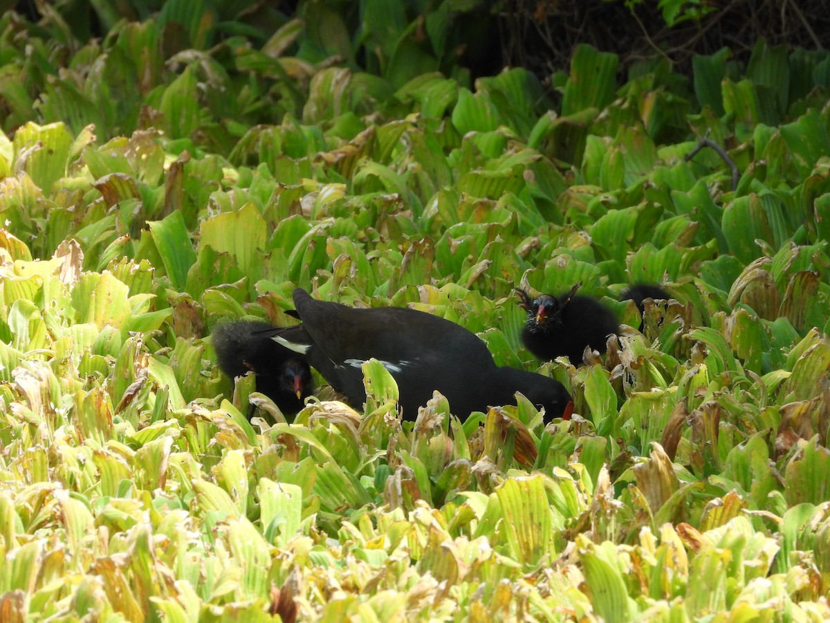 Eurasian Moorhen - ML646095730