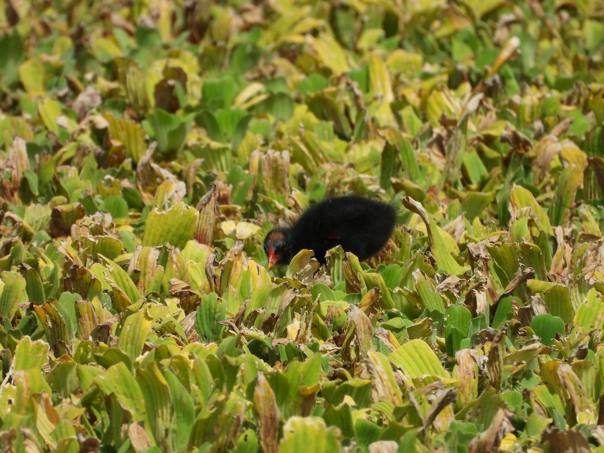 Eurasian Moorhen - ML646095731