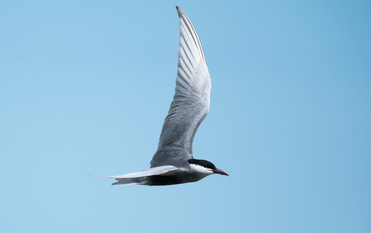 Whiskered Tern - ML646095732