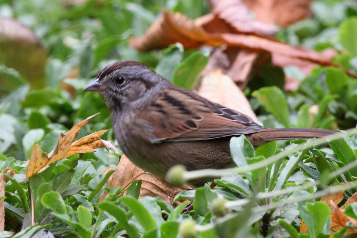 Пасовка болотяна - ML646095739