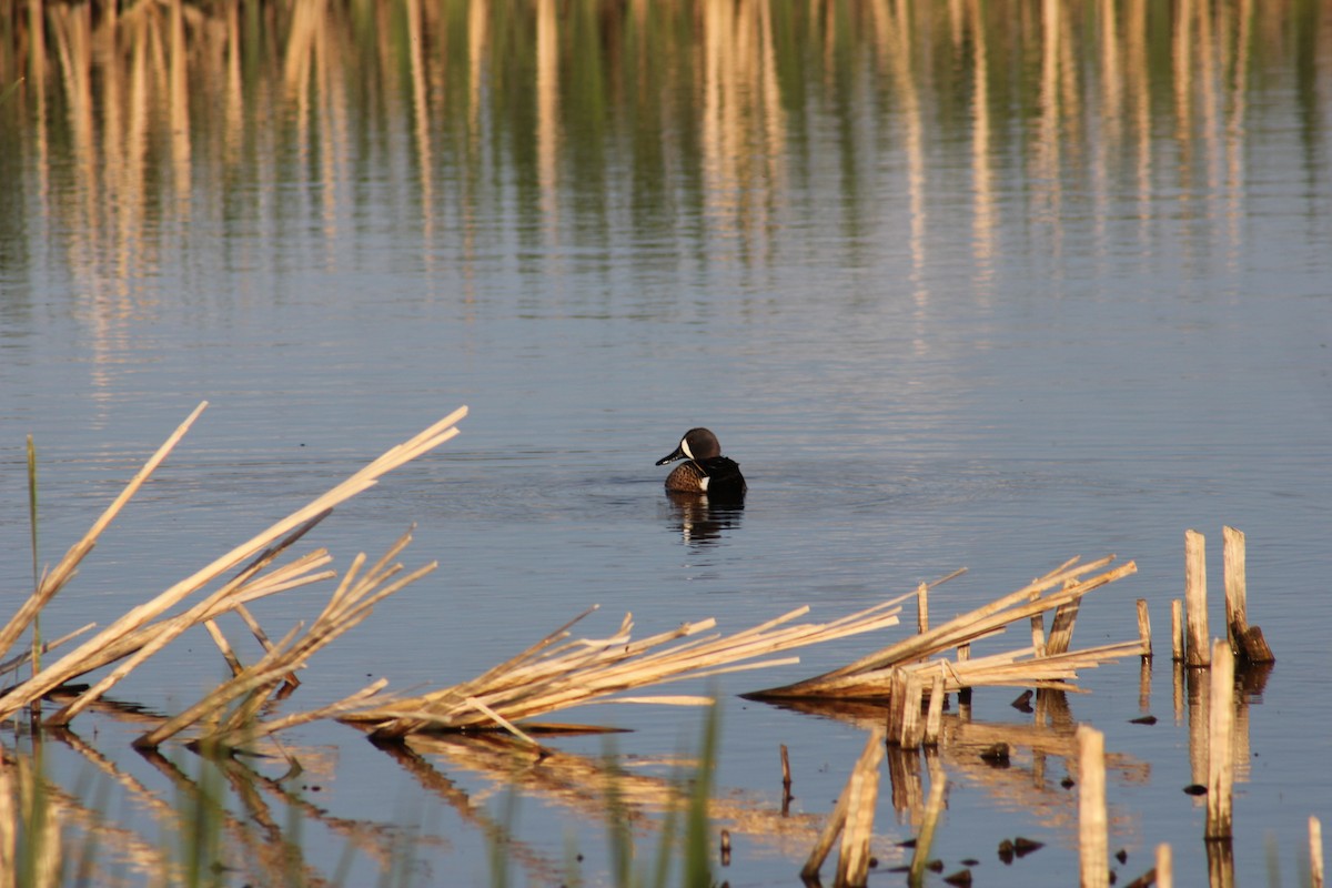 Blue-winged Teal - ML646095740