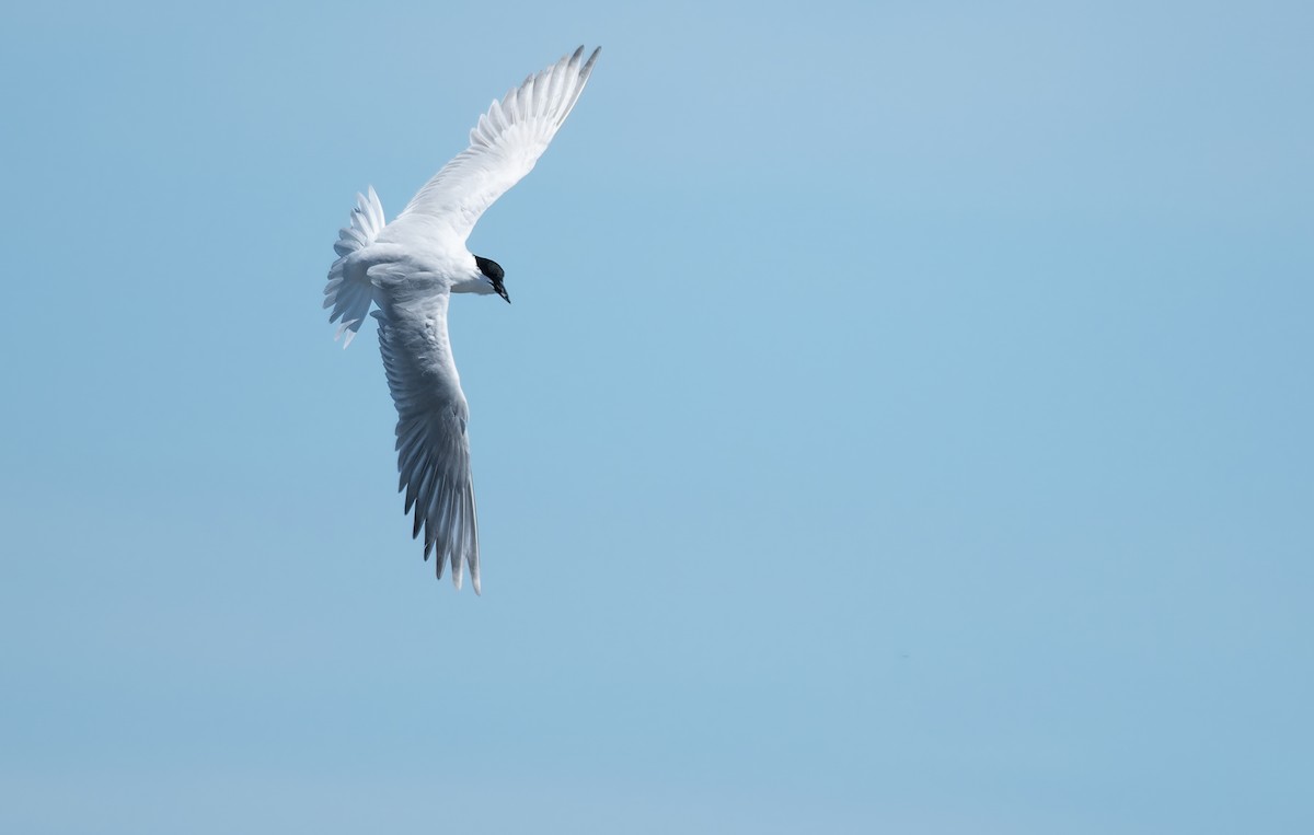 rybák dlouhonohý - ML646095743