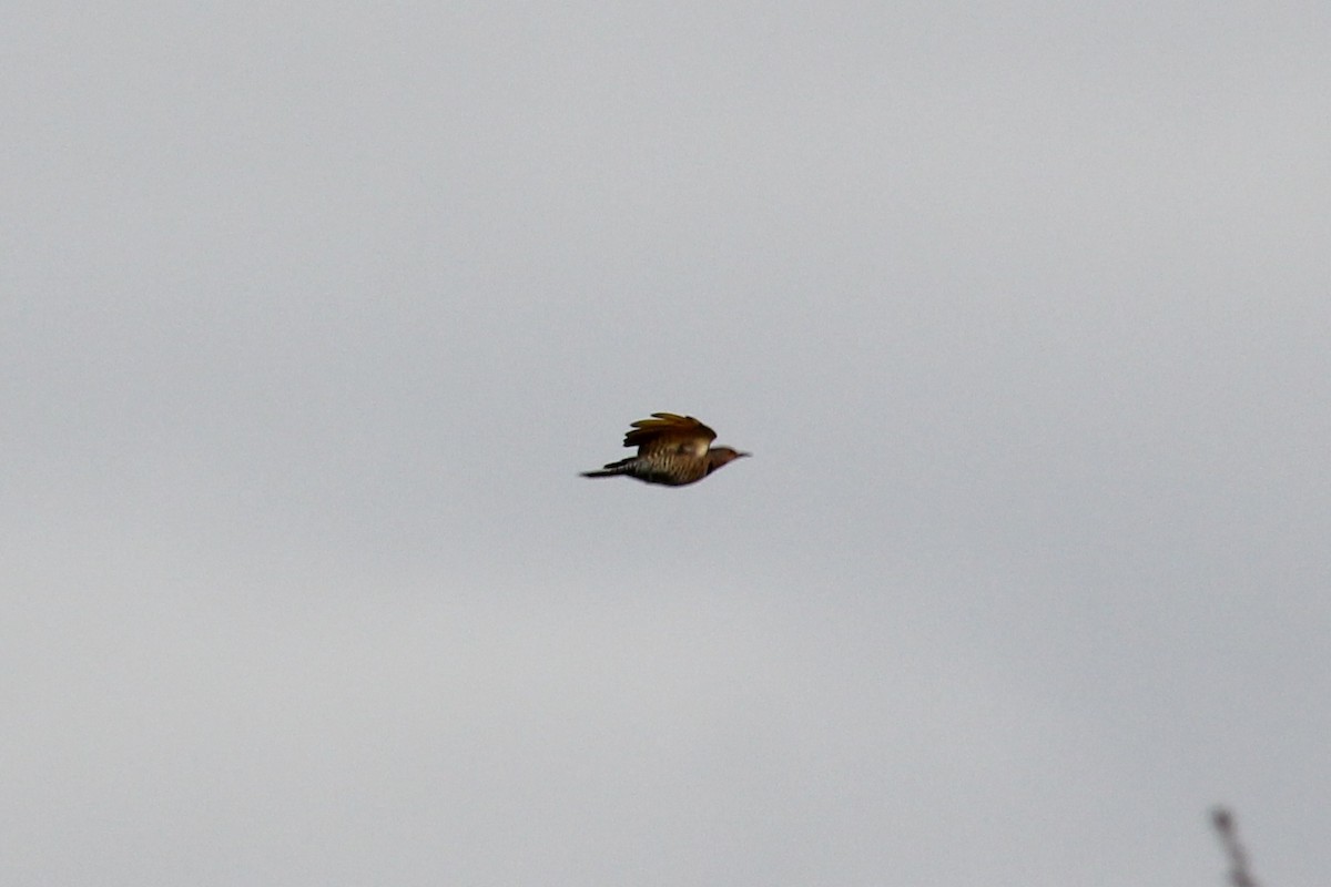 gullspett - ML646095744