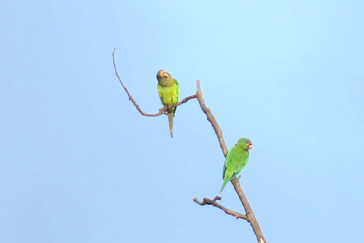 Orange-fronted Parakeet - ML646095745